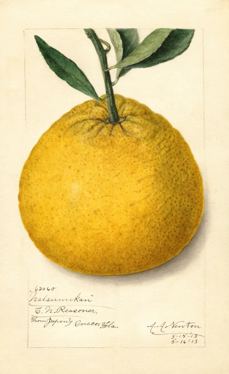 Citrus paradisi: Natsumikan av Amanda Almira Newton