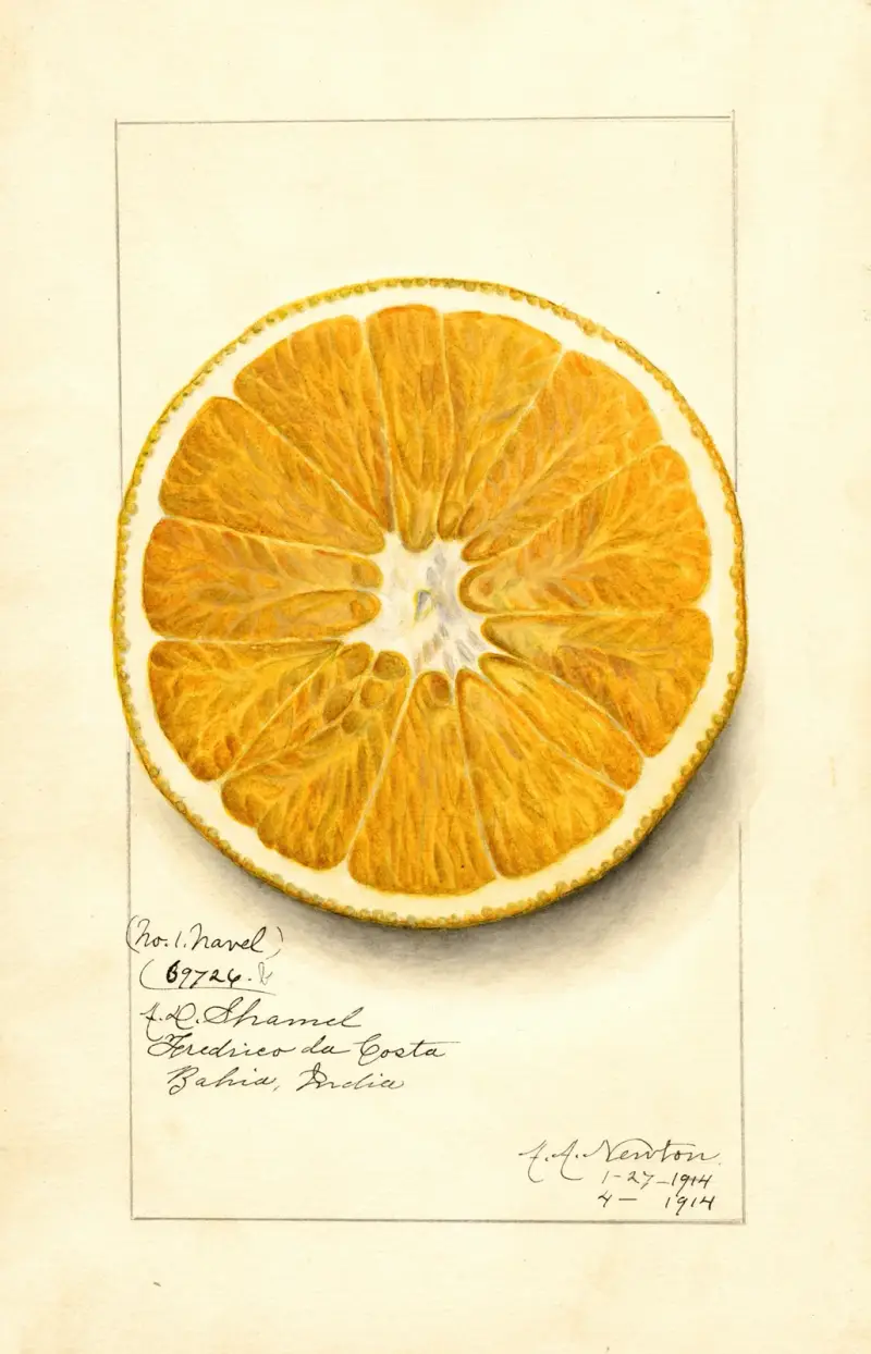 Citrus paradisi: Navel av Amanda Almira Newton