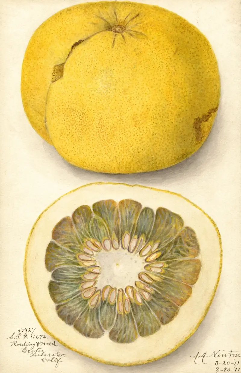 Citrus paradisi, 1911 – Nr. 1, Amanda Almira Newton