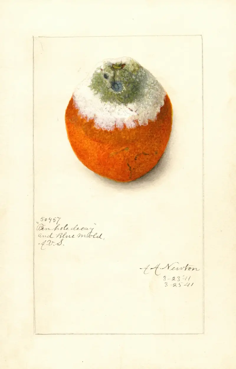 Citrus sinensis av Amanda Almira Newton