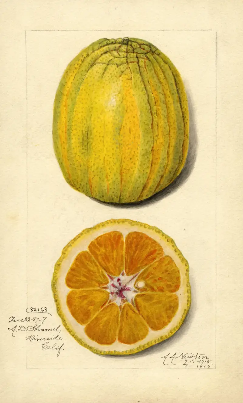 Citrus sinensis av Amanda Almira Newton
