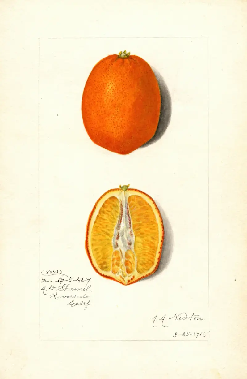 Citrus sinensis av Amanda Almira Newton