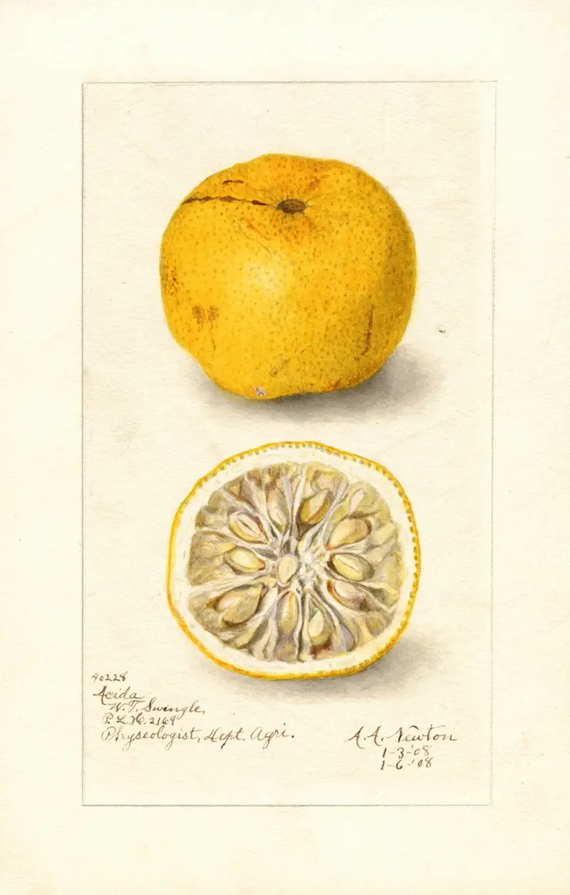 Citrus sinensis: Acida av Amanda Almira Newton