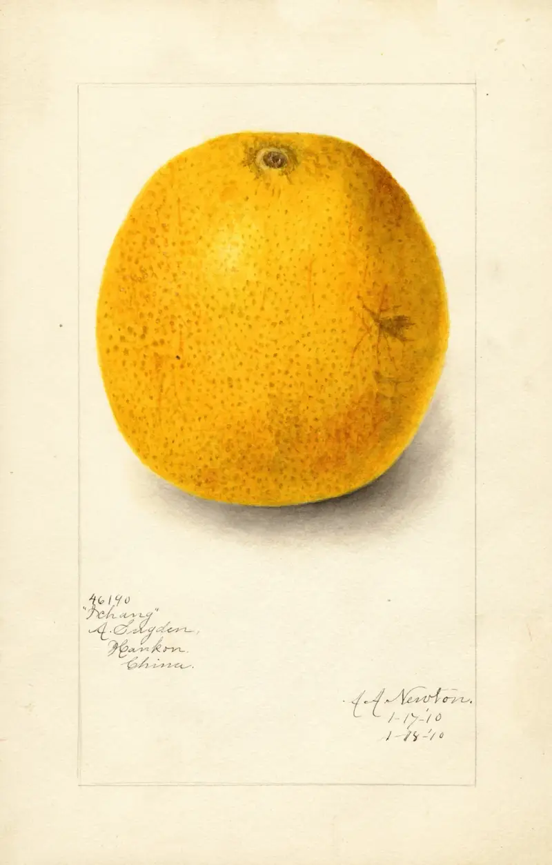 Citrus sinensis: Ichang av Amanda Almira Newton