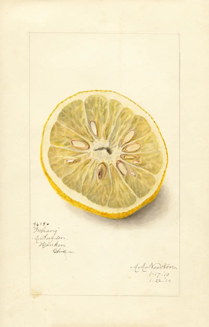 Citrus sinensis: Ichang av Amanda Almira Newton