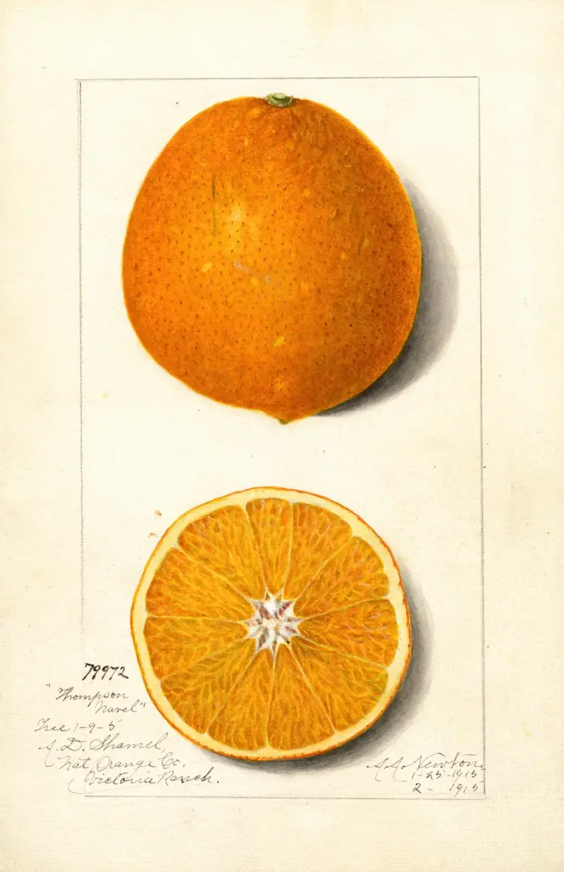 Citrus sinensis: Thompson Improved Navel av Amanda Almira Newton
