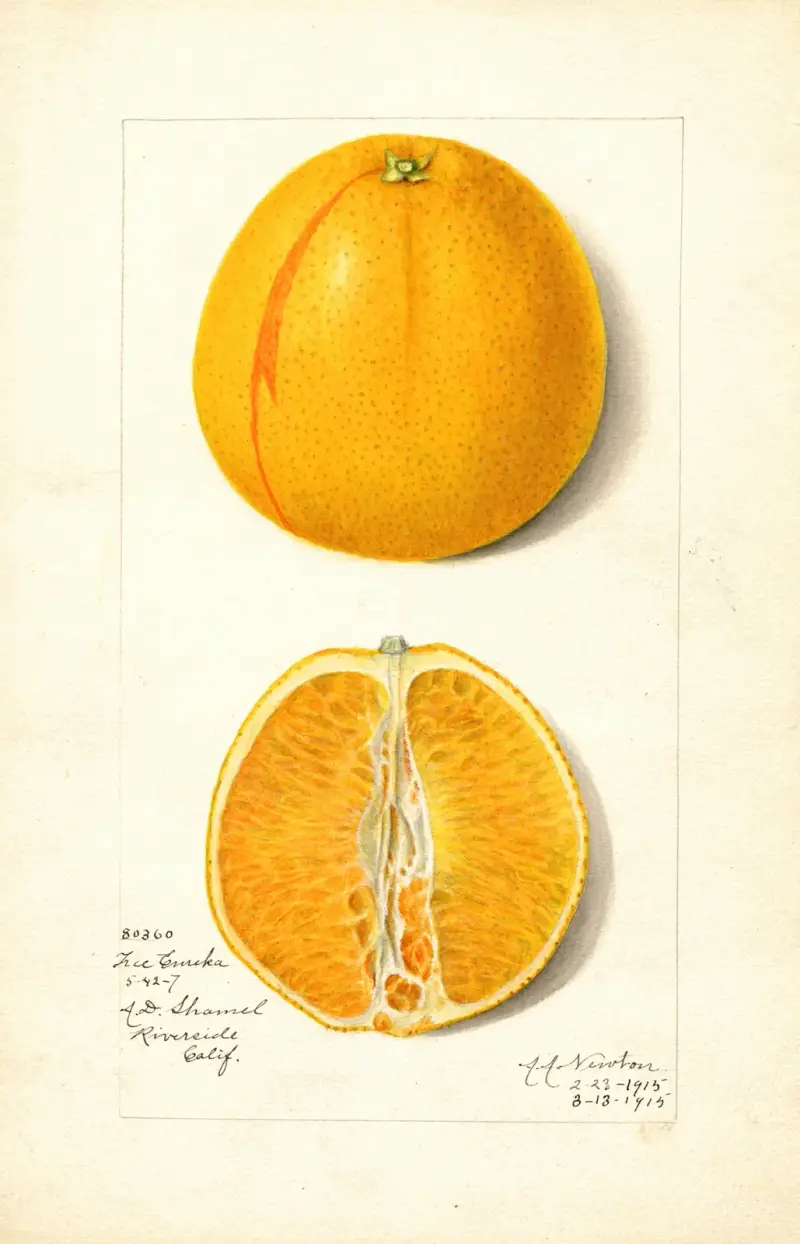 Citrus sinensis: True Eureka av Amanda Almira Newton