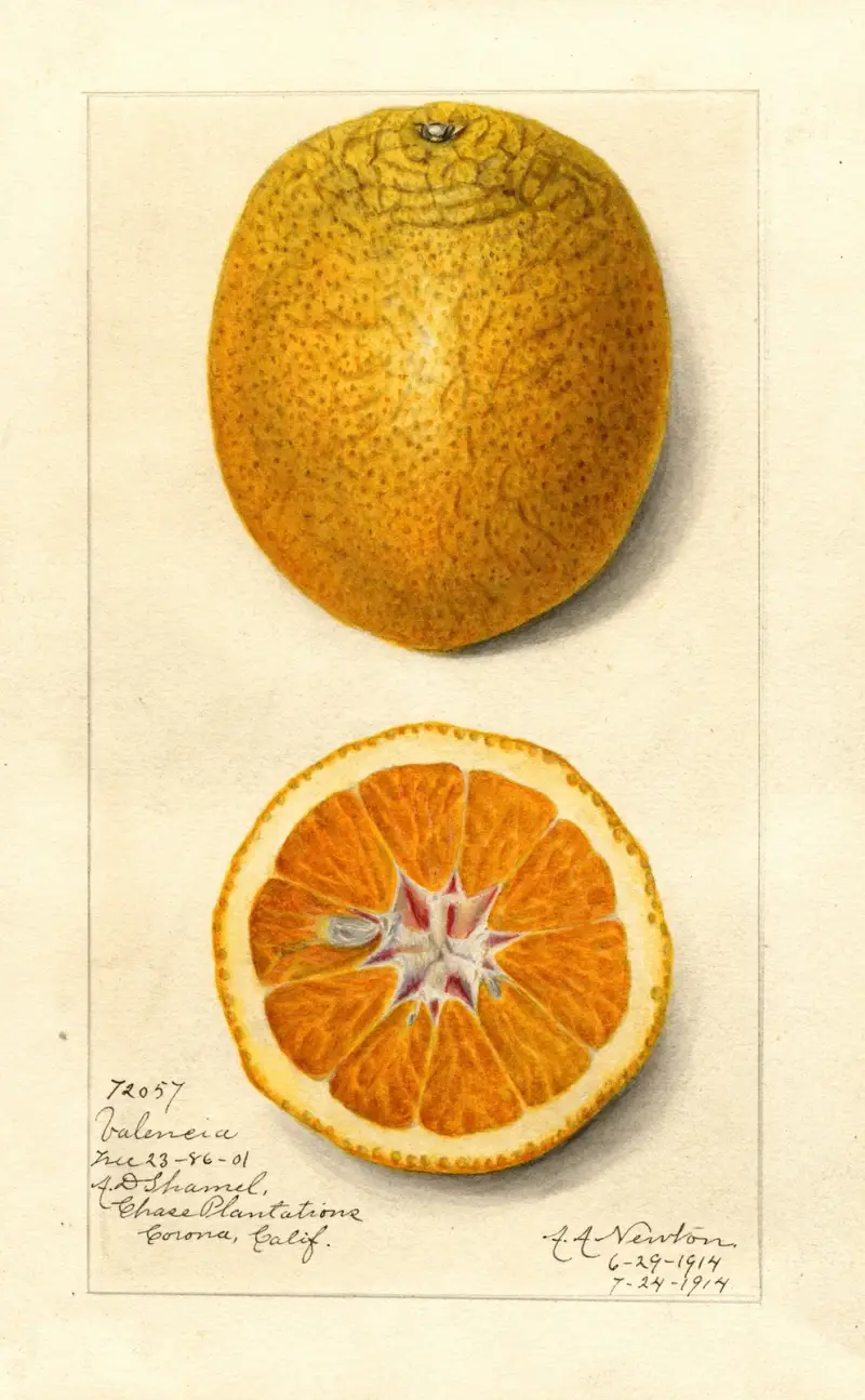 Citrus sinensis: Valencia av Amanda Almira Newton