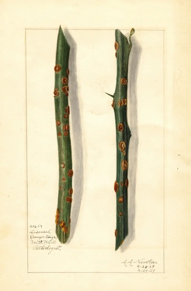 Citrus sinensis av Amanda Almira Newton