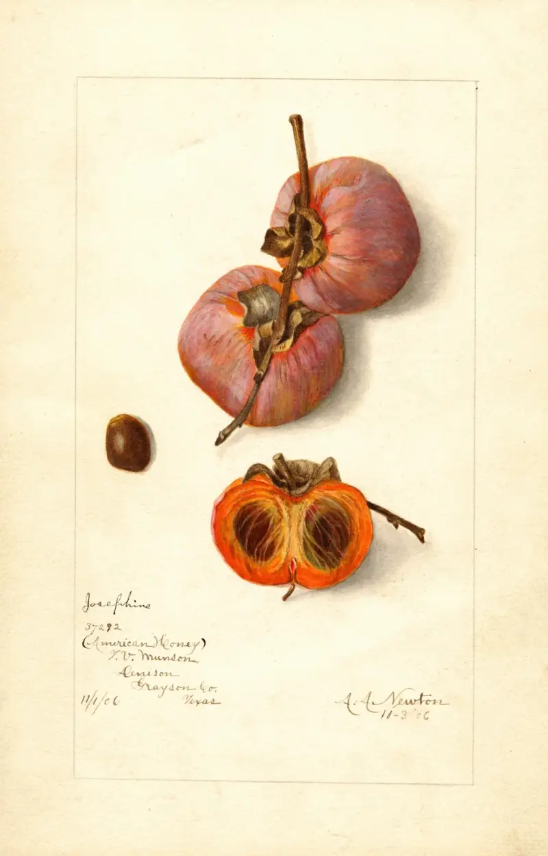 Diospyros: Josephine av Amanda Almira Newton