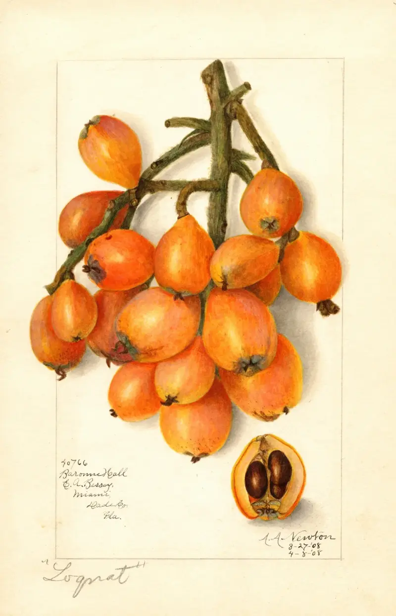 Eriobotrya japonica: Baronne Hall av Amanda Almira Newton