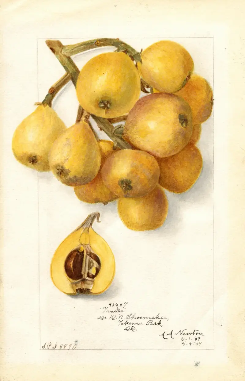 Eriobotrya japonica: Tanaka av Amanda Almira Newton