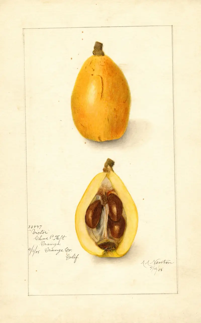 Eriobotrya japonica: Victor av Amanda Almira Newton