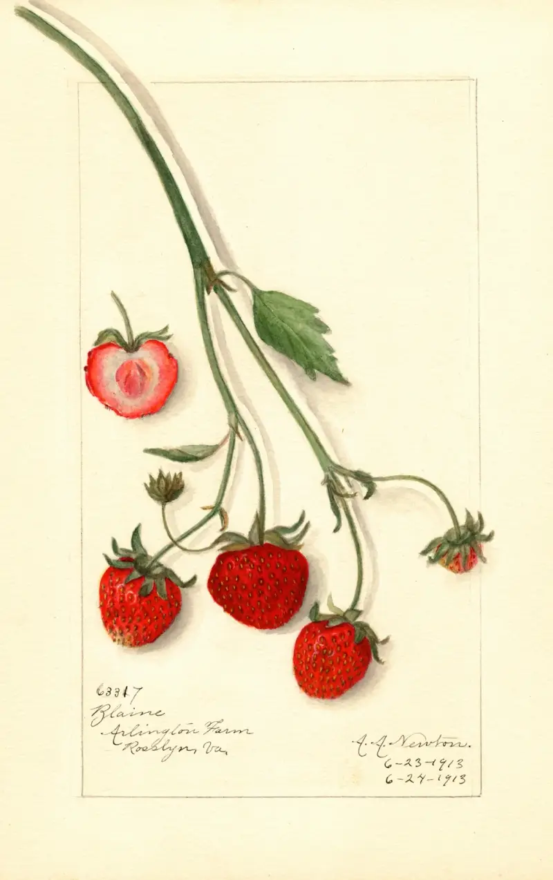 Fragaria: Blaine av Amanda Almira Newton
