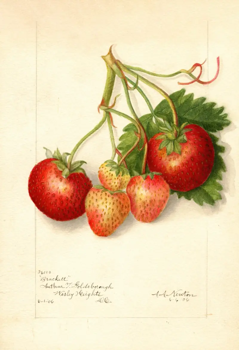 Fragaria: Brackett av Amanda Almira Newton