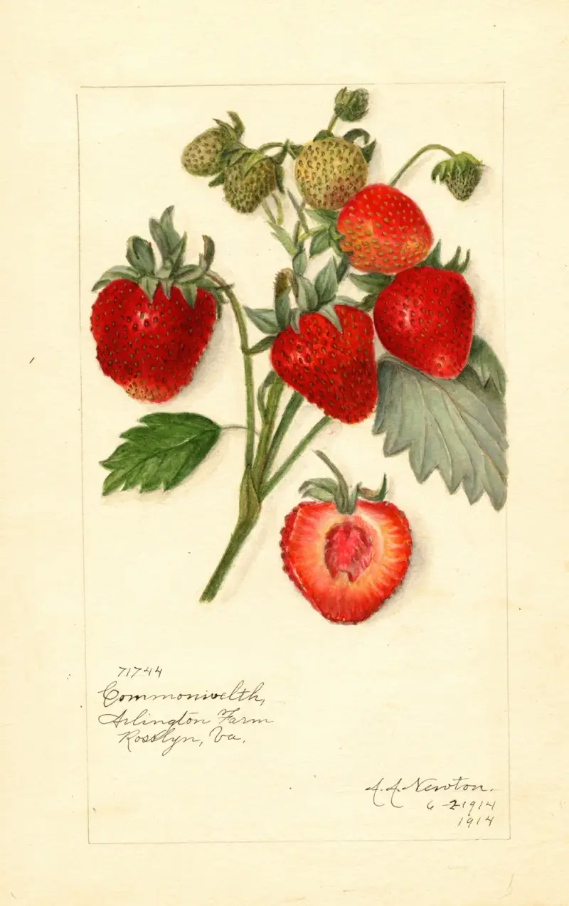 Fragaria: Commonwealth av Amanda Almira Newton
