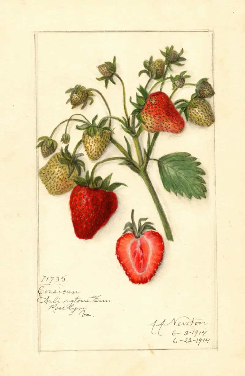 Fragaria: Corsican av Amanda Almira Newton
