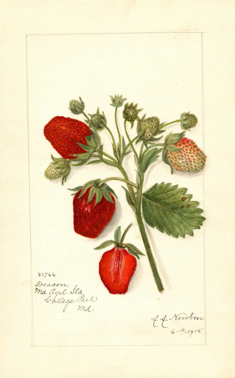 Fragaria: Deacon av Amanda Almira Newton