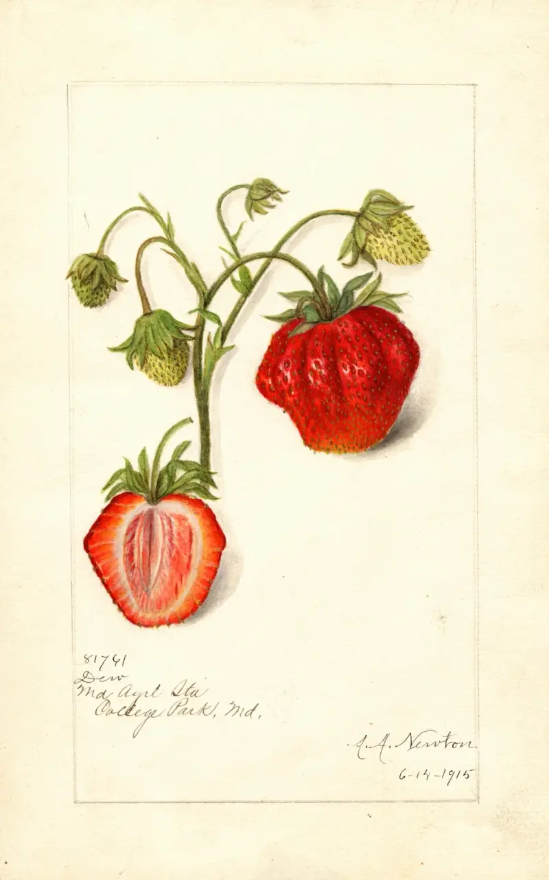 Fragaria: Dew av Amanda Almira Newton