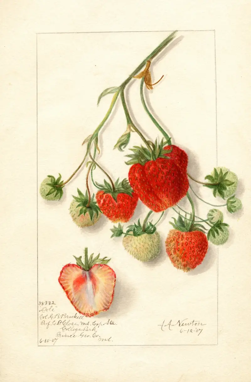 Fragaria: Dole av Amanda Almira Newton