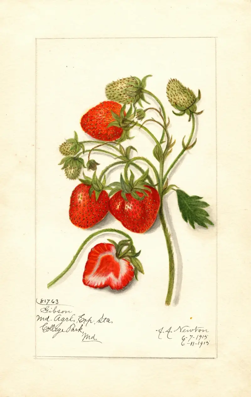 Fragaria: Gibson av Amanda Almira Newton