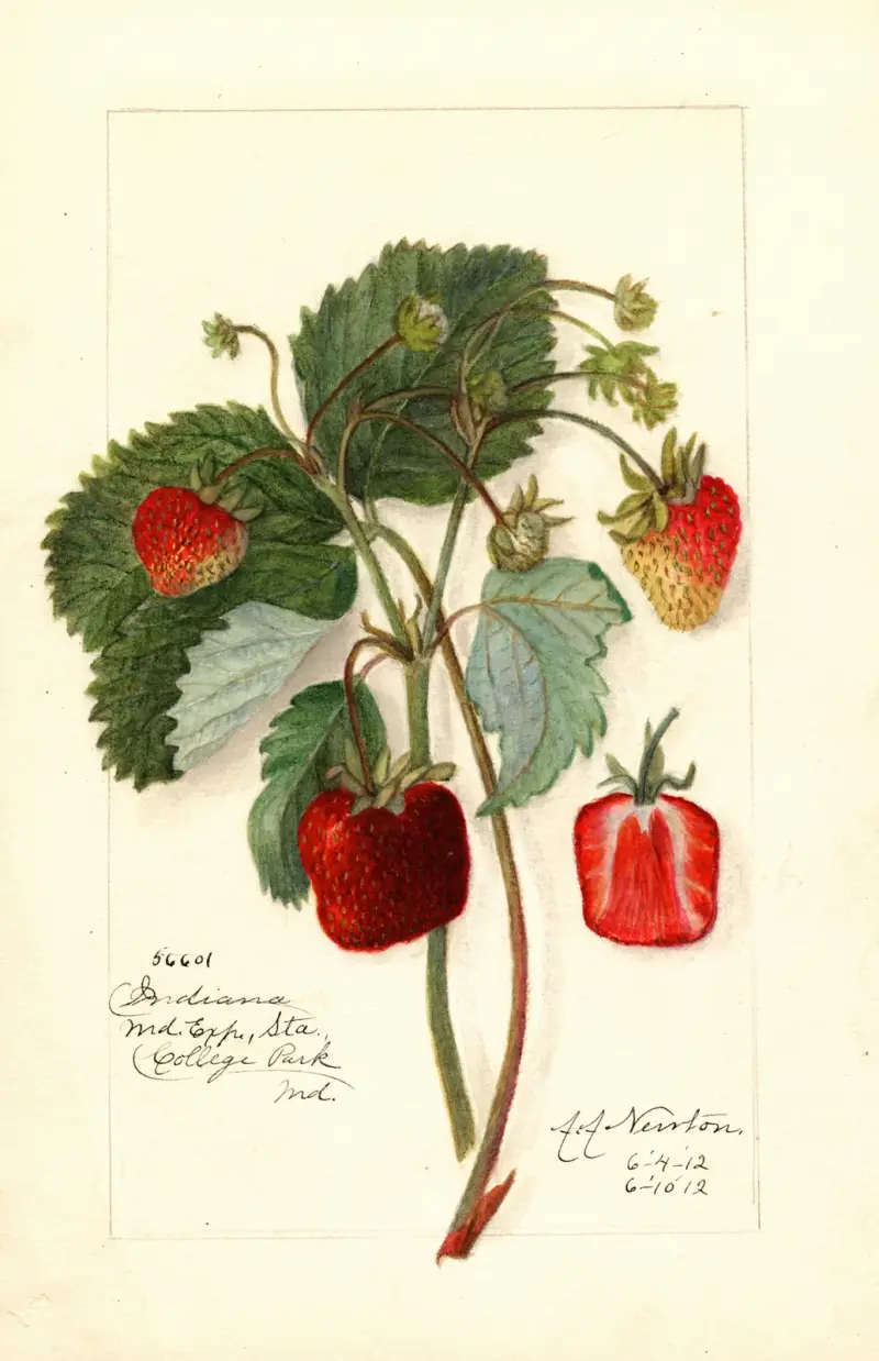 Fragaria: Indiana av Amanda Almira Newton