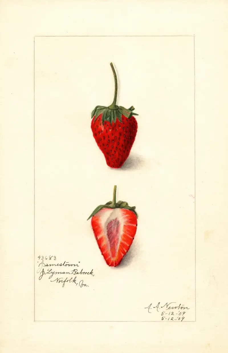Fragaria: Jamestown av Amanda Almira Newton