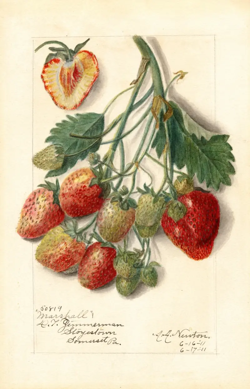Fragaria: Marshall av Amanda Almira Newton