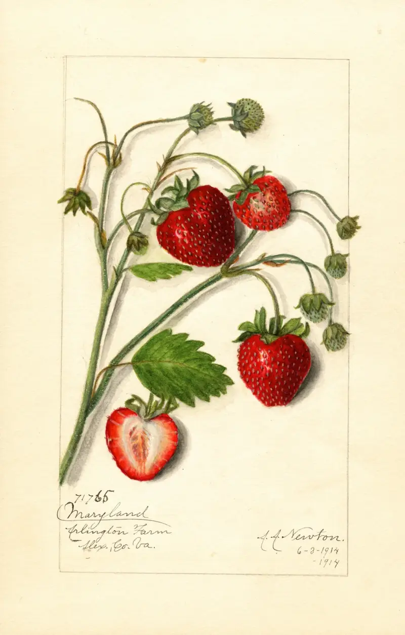 Fragaria: Maryland av Amanda Almira Newton