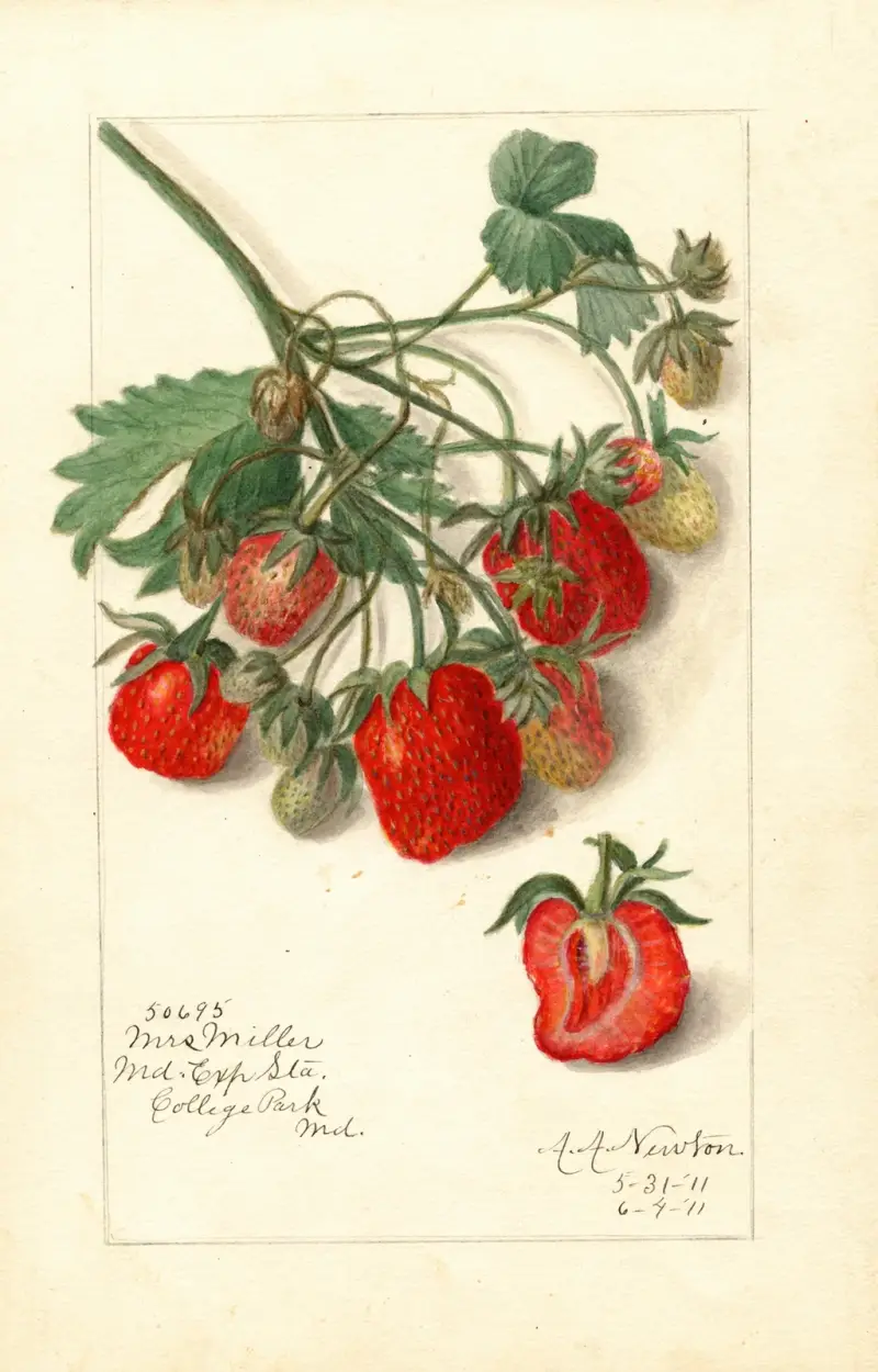 Fragaria: Mrs av Amanda Almira Newton