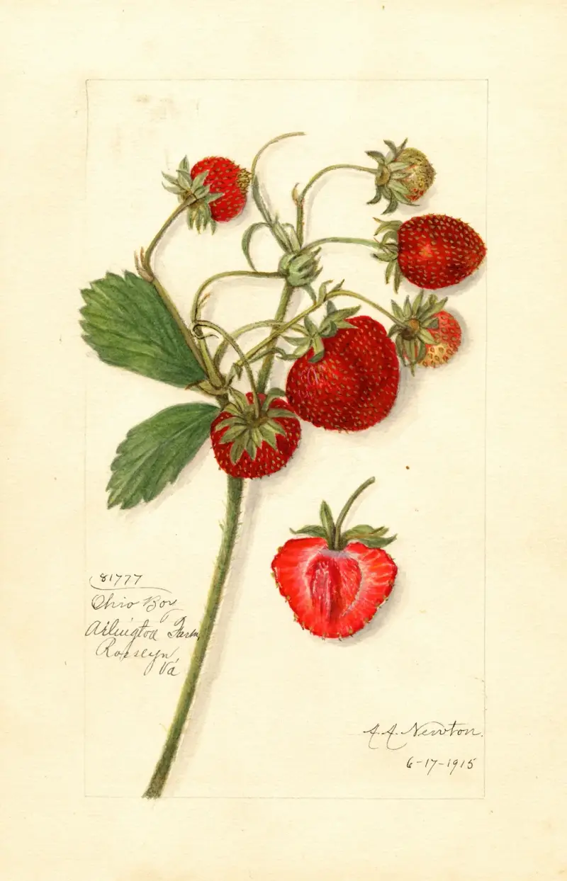Fragaria: Ohio Bay av Amanda Almira Newton