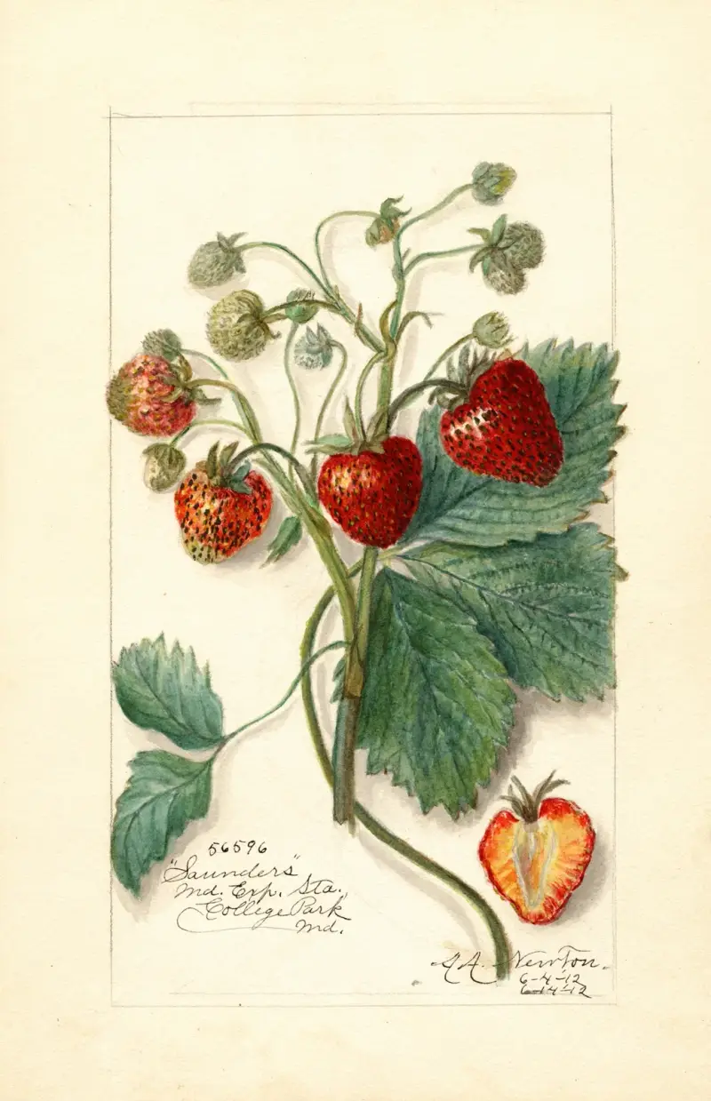 Fragaria: Saunders (Smultron: Saunders) av Amanda Almira Newton