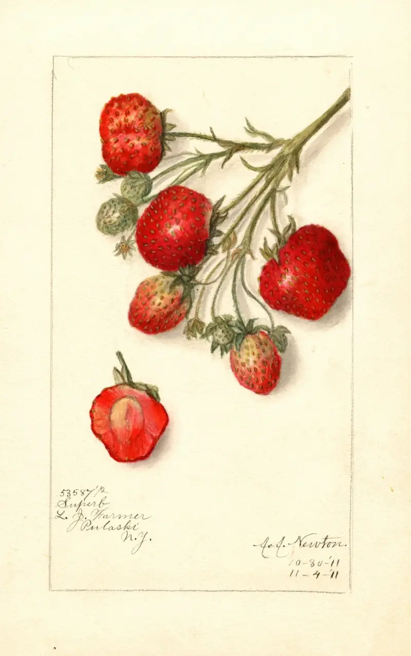 Fragaria: Superb av Amanda Almira Newton