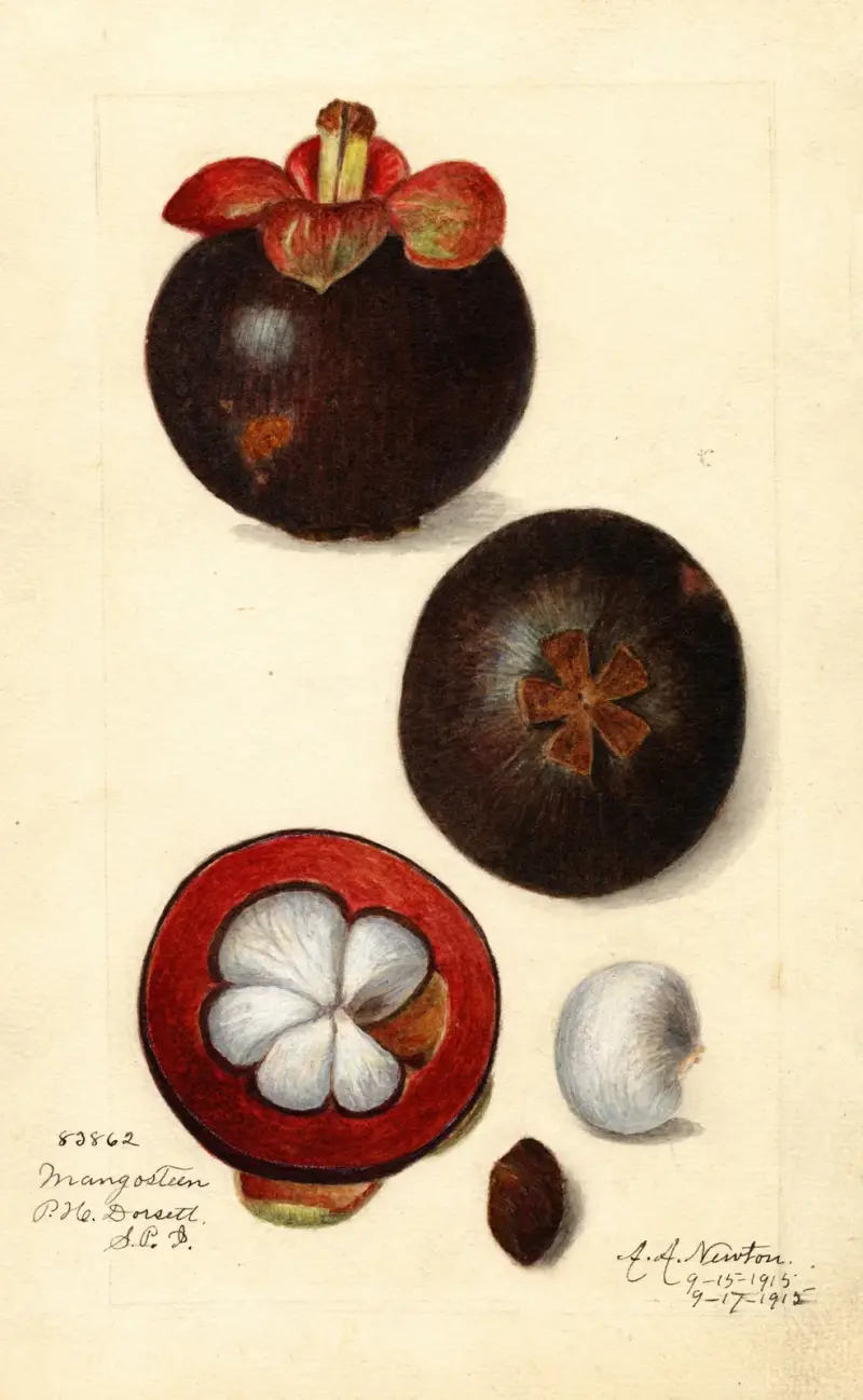 Garcinia mangostana von Amanda Almira Newton