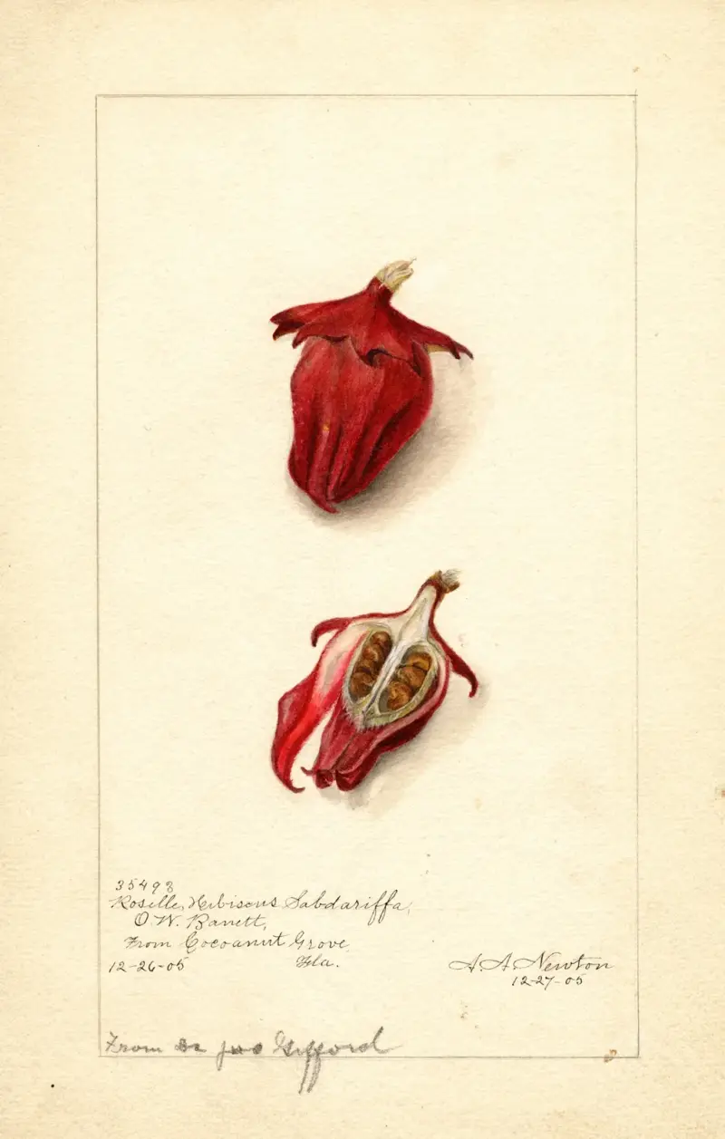 Hibiscus sabdariffa: Roselle av Amanda Almira Newton