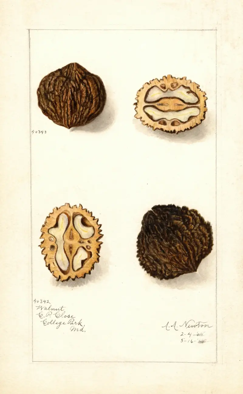 Juglans av Amanda Almira Newton