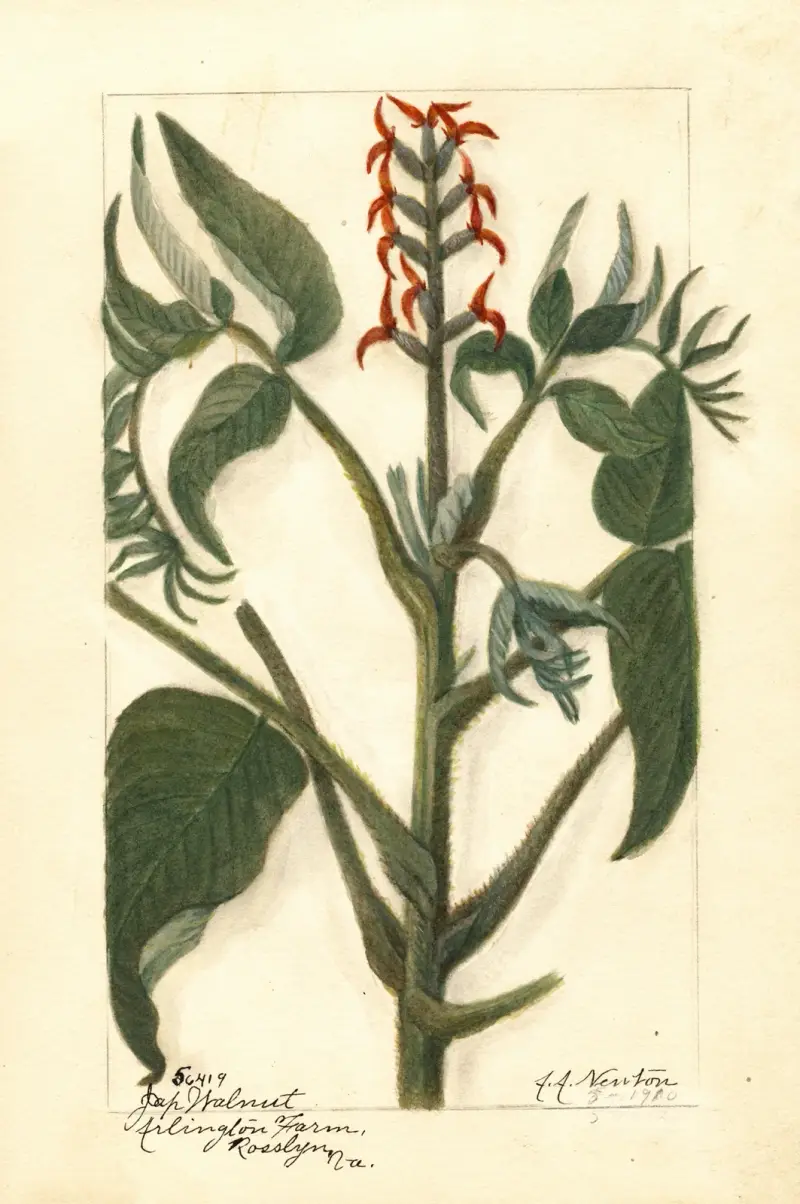 Juglans ailantifolia av Amanda Almira Newton