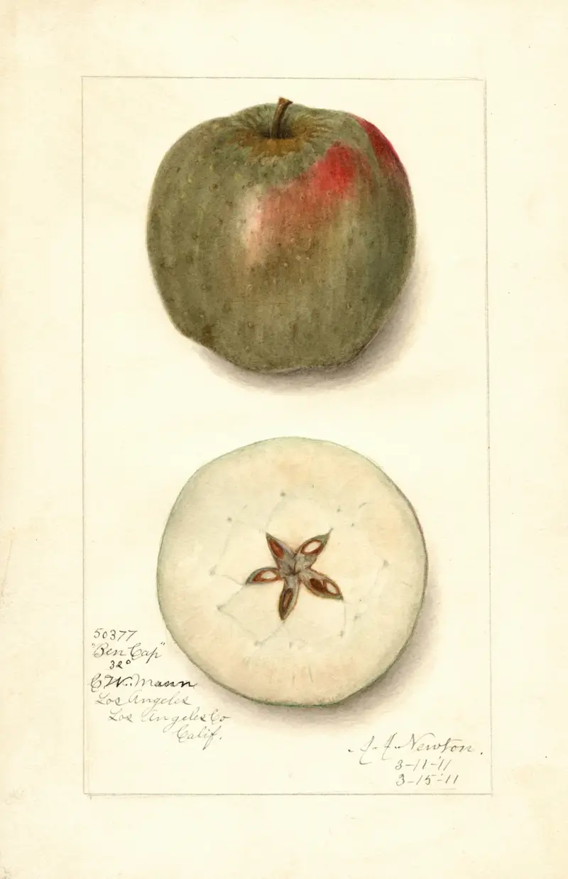 Malus domestica: Ben Cap av Amanda Almira Newton
