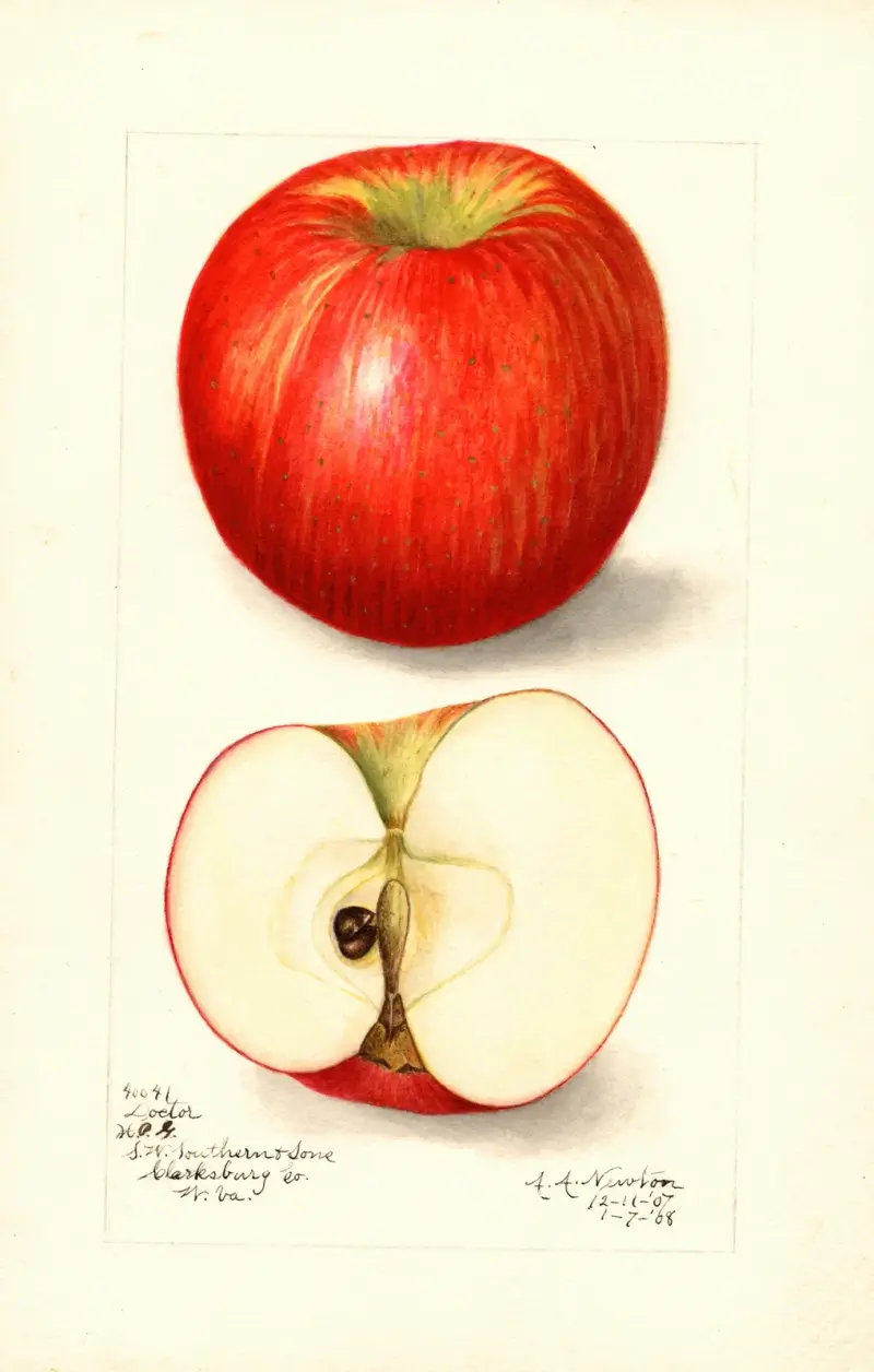 Malus domestica: Doctor av Amanda Almira Newton