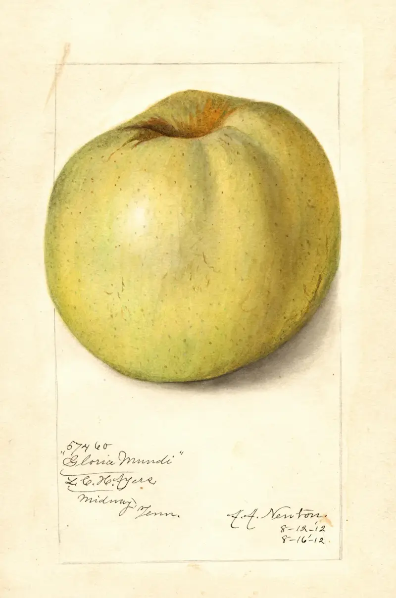 Malus domestica: Gloria Mundi av Amanda Almira Newton