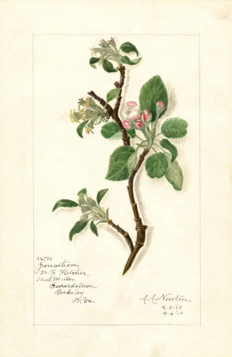 Malus domestica: Jonathan av Amanda Almira Newton