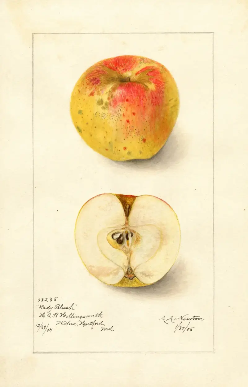 Malus domestica: Lady Blush av Amanda Almira Newton