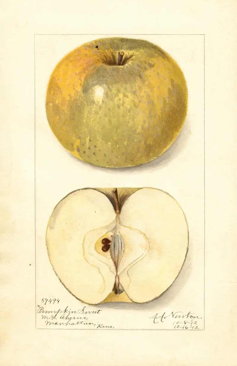 Malus domestica: Pumpkin Sweet av Amanda Almira Newton