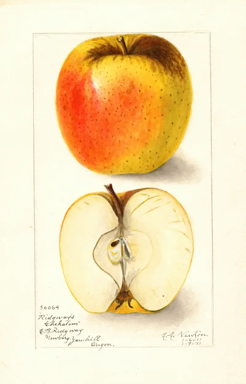 Malus domestica: Ridgeways Chehalem av Amanda Almira Newton