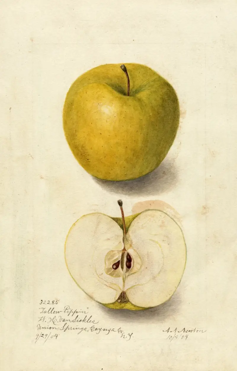 Malus domestica: Tallow Pippin av Amanda Almira Newton