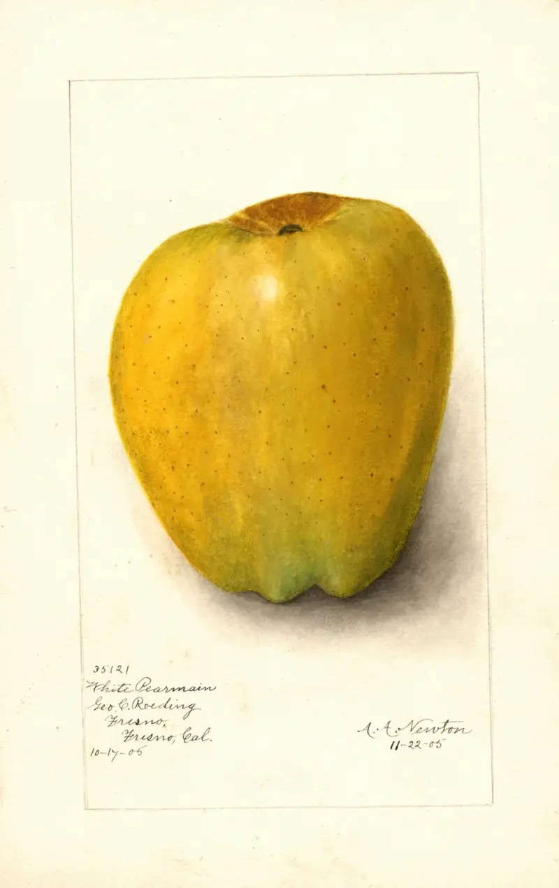 Malus domestica: White Pearmain av Amanda Almira Newton
