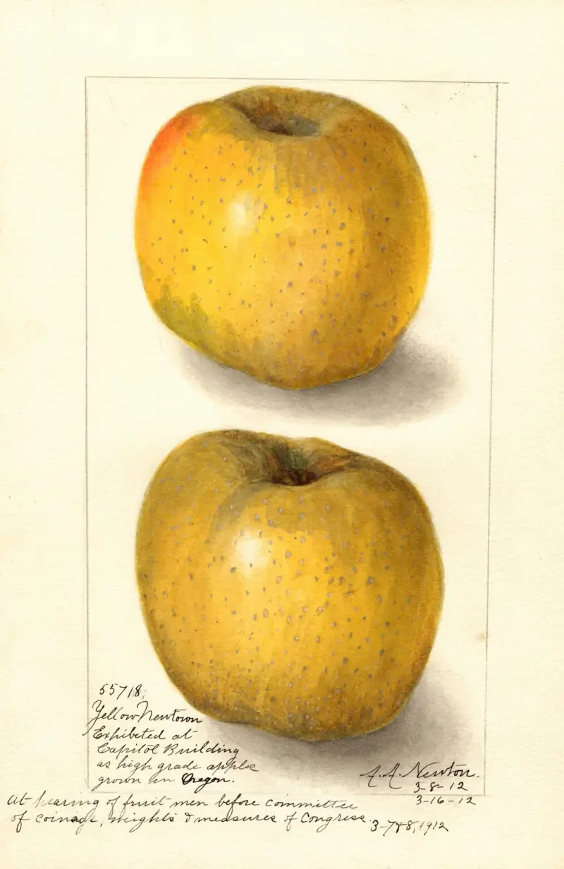 Äpple: Yellow Newtown av Amanda Almira Newton