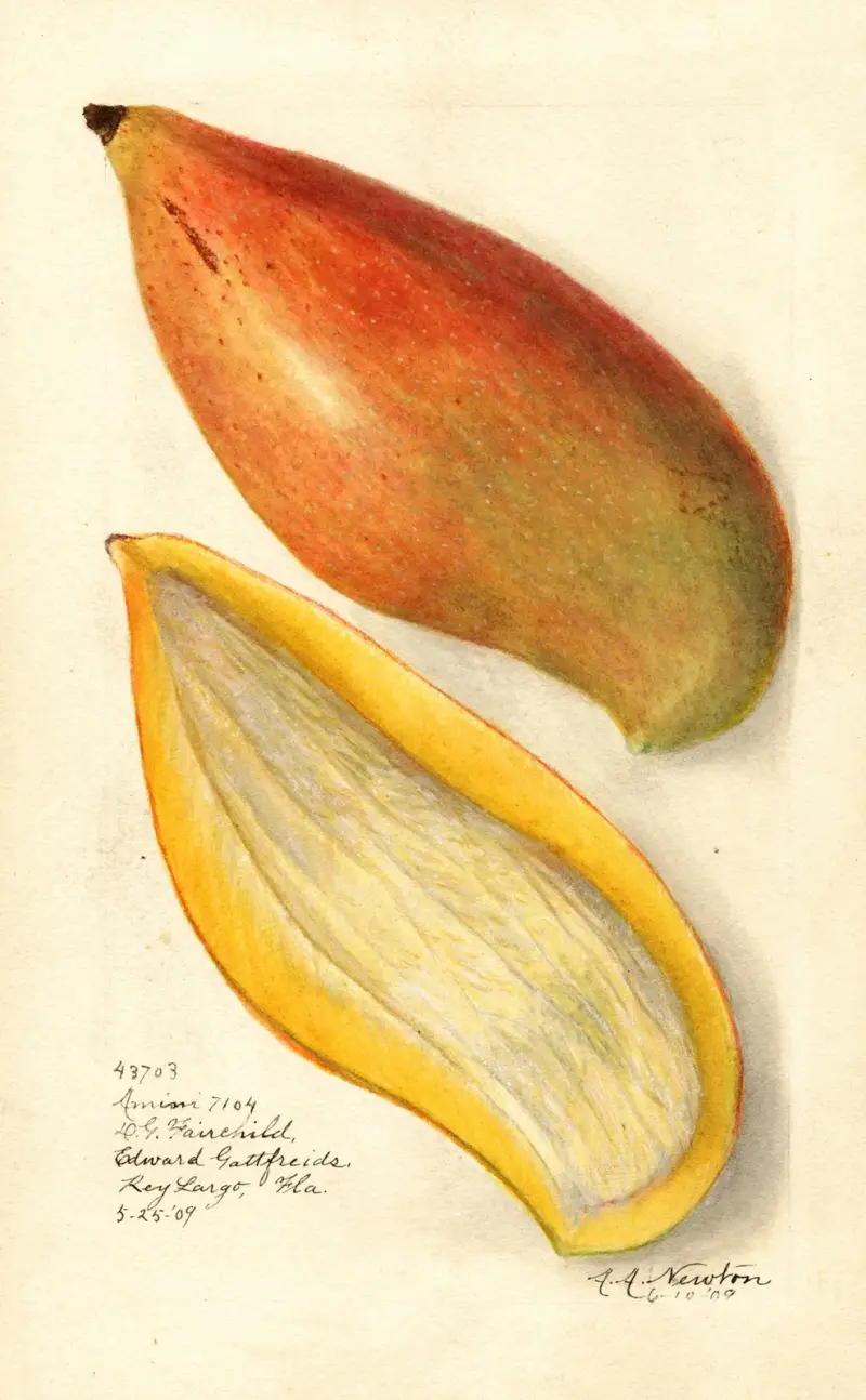 Mangifera indica: Amiri av Amanda Almira Newton