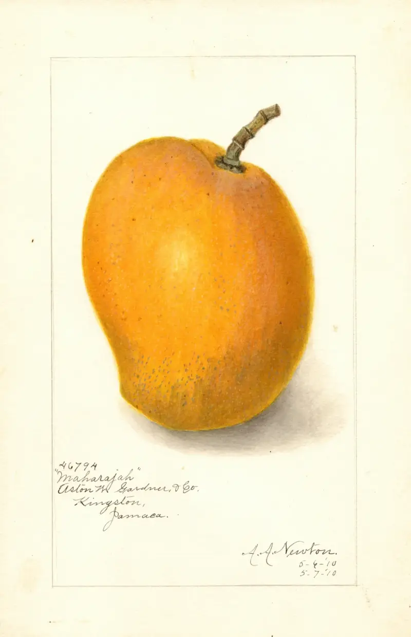 Mangifera indica: Maharajah av Amanda Almira Newton