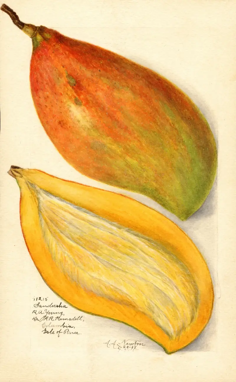 Mangifera indica: Sandersha av Amanda Almira Newton